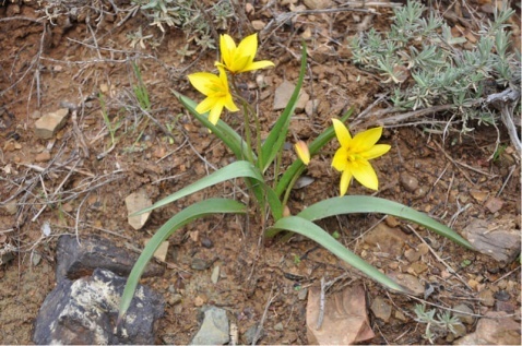 Wild Tulip - Tulipa sylvestris subsp. australis © Tony Hall
