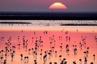 Donana National Park: 4x4 Guided Day Tour from Seville
