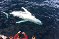 Excursion from Seville to Tarifa to see whales and dolphins