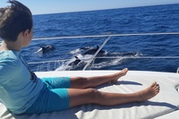 Dolphin cruise from Marbella