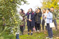 Olive Oil Mill Visit with Extra-Virgin Olive Oil Tasting in Jaén