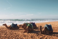 Private Tour from Cadiz to Tangier & Asilah with Pick Up and Drop Off