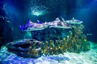 Sealife Benalmadena Entrance Ticket