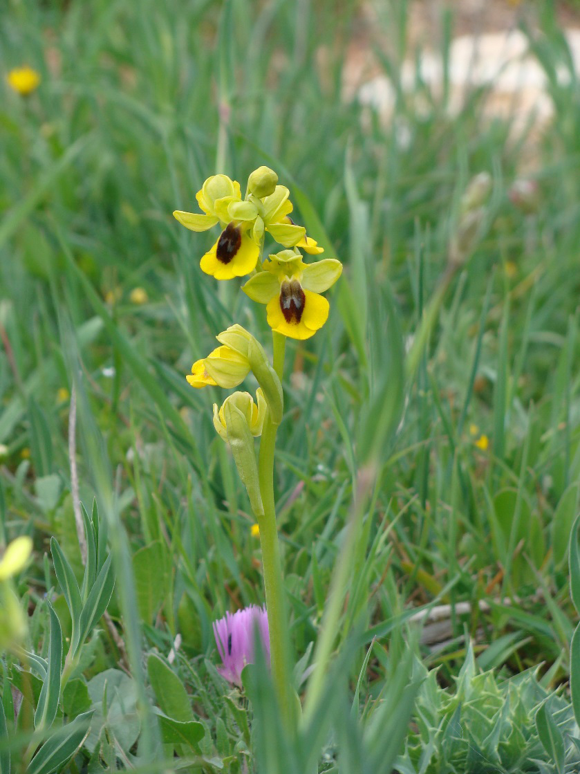 Yellow Bee Orchid – Ophrys lutea © Tony Hall